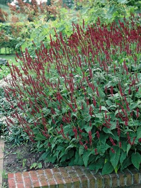 Kerzen-Knöterich 'Blackfield ®' / Persicaria amplexicaulis 'Blackfield ®'