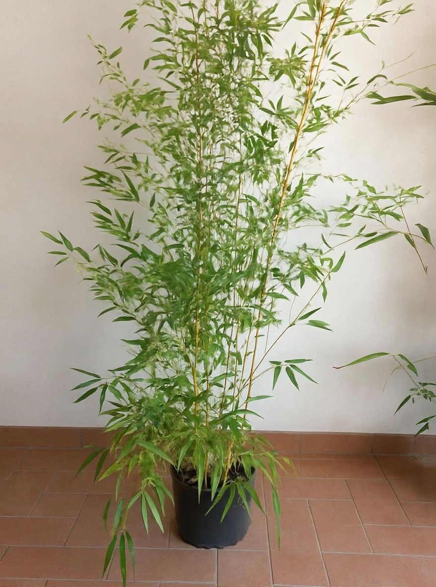 Flachrohr-Bambus - Phyllostachys aureosulcata 'Spectabilis' - Baumschule  NewGarden