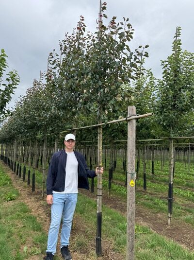 Malus 'Rudolph' / Zierapfel 'Rudolph' Hochstamm 10-12 StU m. Db., Baum mit geradem Stamm und verzweigter Krone im Anbaufeld
