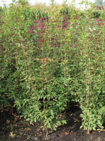 Zimt-Ahorn / Acer griseum