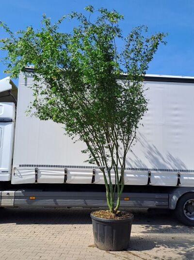 Fächer-Ahorn / Japanischer Ahorn  / Acer palmatum 400-450 cm hoch (874497)