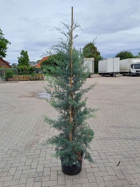 Blaue Arizona-Zypresse / Cupressus arizonica 'Glauca'