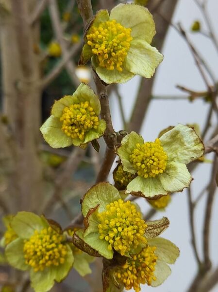 Parrotiopsis jacquemontiana (Scheinparrotie) mit gelbgrünen Blüten und gelben Staubgefäßen am Zweig