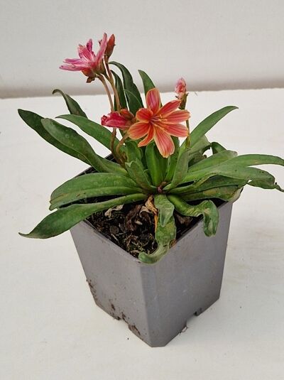 Bitterwurz &#039;Little Plum&#039; / Lewisia longipetala &#039;Little Plum&#039;