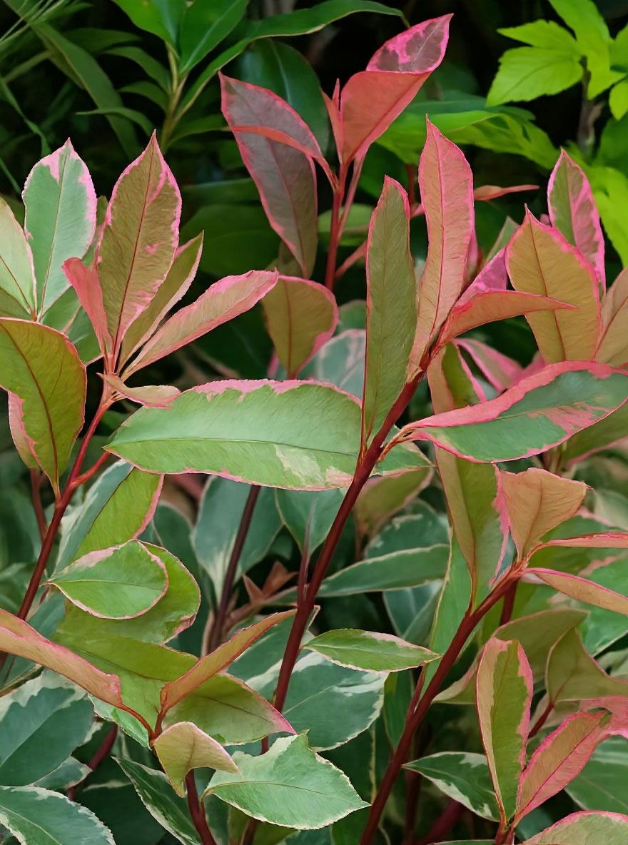 Weigrne Glanzmispel 'Pink Marble' - Photinia fraseri 'Pink Marble '