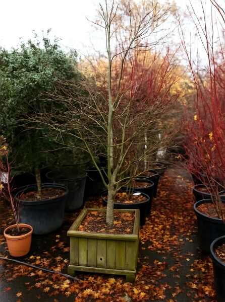 Grüner Schlitz-Ahorn (Acer palmatum 'Dissectum') Solitär 175–200 cm, C70, laubabwerfender Baum im Container mit verzweigtem Stamm.