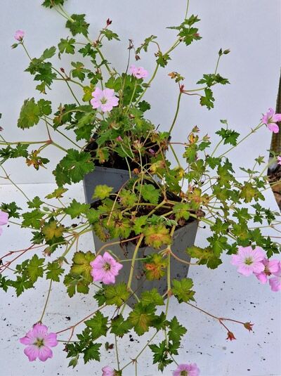 Geranium x cultorum 'Dreamland' / Storchschnabel 'Dreamland' P9 im Topf mit grünen Blättern und zartrosa Blüten.