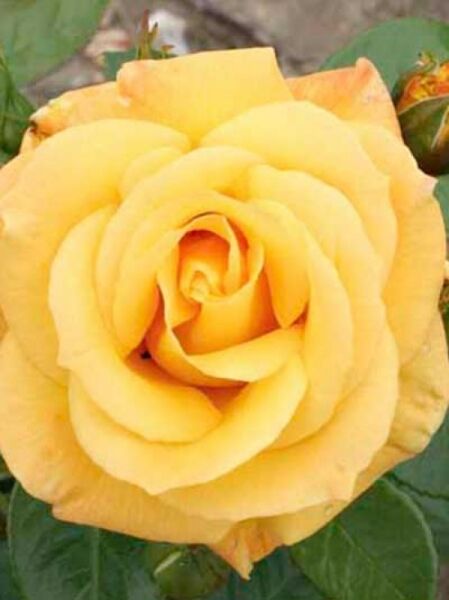 Stammrose 'Arthur Bell' / Rosa 'Arthur Bell ®'