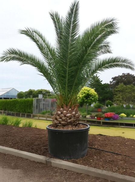 Phoenix canariensis / Kanarische Dattelpalme 400-450 cm C500, große Palme im Pflanzcontainer mit kräftigem Stamm und Fiederwedeln
