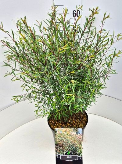 Salix purpurea 'Nana' Kugel-Weide, Zwerg-Purpur-Weide im Topf, 80-100 cm C7, buschiger Wuchs mit schmalen Blättern