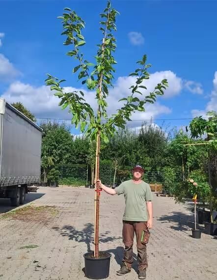 Prunus avium 'Castor' / Süßkirsche 'Castor' Hochstamm 10-12 StU im Container, junger Baum mit Stamm und Krone im Topf