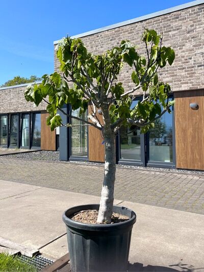 Echter Feigenbaum / Feige 70 cm Stämmchen / Ficus carica (876226)