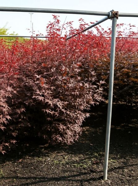 Japanischer Blut-Ahorn Acer palmatum 'Bloodgood' 125-150 cm m. B., rotes fächerförmiges Laub an mehreren Sträuchern