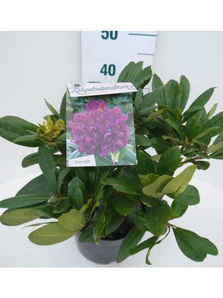 Rhododendron Hybride 'Marcel Menard' / Rhododendron 'Marcel Menard' 30-40 cm C5, immergrüner Strauch im Topf mit Knospenstand