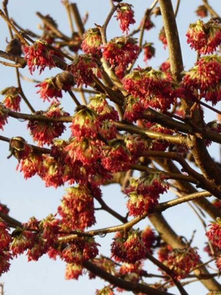 Parrotia persica Dachspalier / Eisenholzbaum / Parrotie