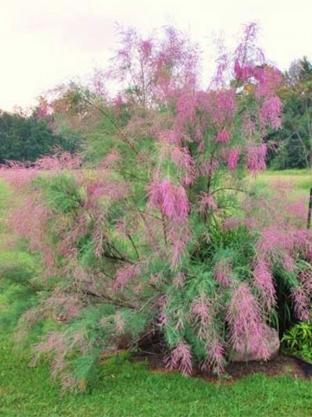 Heide-Tamariske 'Pink Cascade' / Tamarix ramosissima 'Pink Cascade'
