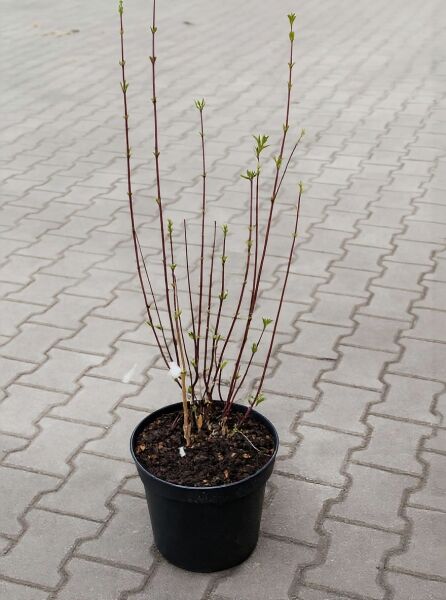 Philadelphus 'Erectus' (Pfeifenstrauch) im Topf C5, 60–80 cm, mehrtriebiger Strauch mit roten Trieben und frischem Austrieb.
