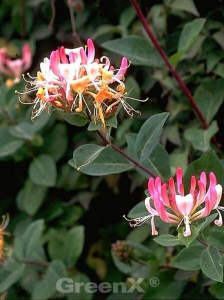 Lonicera periclymenum 'Serotina' / Wald-Geißblatt 'Serotina'