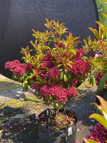 Kalmia latifolia 'Keepsake' (Lorbeerrose/Berglorbeer) Solitär 70–80 cm, Strauch im Topf mit dunkelroten Blüten und grünen Blättern