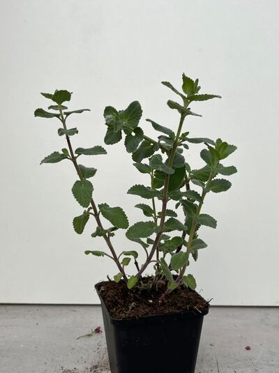 Katzenminze 'Summer Magic ®' - Nepeta grandiflora 'Summer Magic ®'
