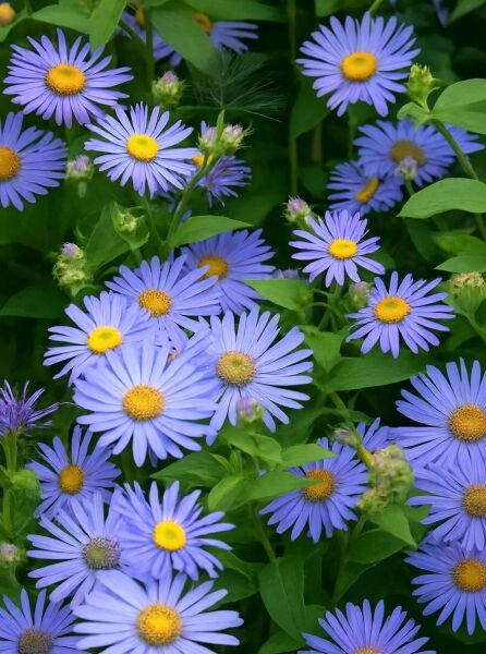 Sommer-Aster / Beet-Aster 'Mönch' / Sommer-Aster / Beet-Aster 'Mönch'