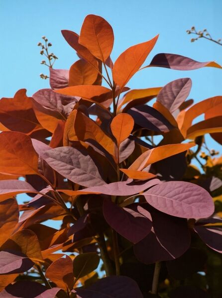 Perückenstrauch 'Grace' (Cotinus coggygria 'Grace') im Container, Nahaufnahme von rötlich-violetten Blättern.