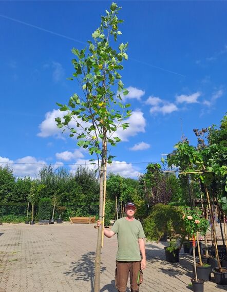 Liriodendron tulipifera 'Aureomarginatum' / Goldgelber Tulpenbaum Hochstamm 14-16 StU, junger Baum mit schlankem Stamm und Laubkrone