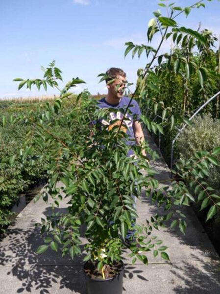 Tetradium daniellii (Euodia hupehensis) Samthaarige Stinkesche/Bienenbaum 175-200 cm C20 im Topf, mehrtriebig mit grünen Blättern