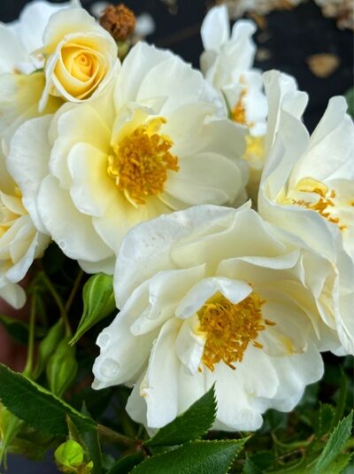 Rosa 'Bienenweide ® Ivory' (Bodendeckerrose) mit cremeweißen Blüten und gelber Mitte sowie grünem Laub im Vordergrund.