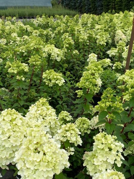 Rispen-Hortensie 'Diamant Rouge ®' / Hydrangea paniculata 'Diamant Rouge ®'