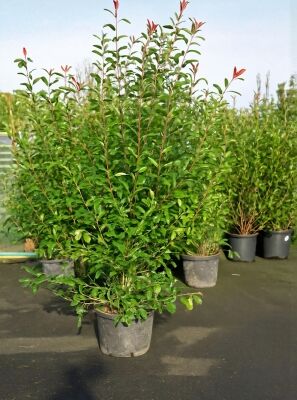 Glanzmispel 'Red Robin' / Photinia fraseri 'Red Robin' gnstig kaufen