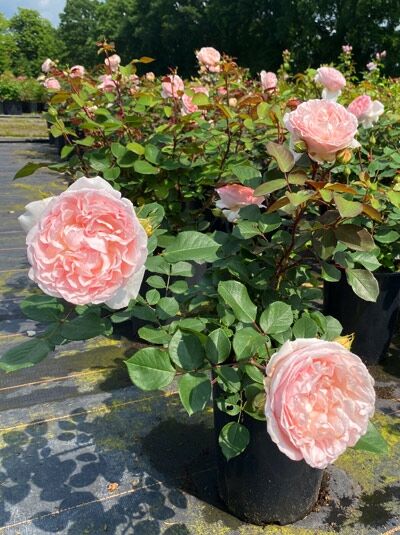 Rosa 'Märchenzauber'® (Beetrose Märchenzauber) ADR-Rose, Variante C5, Topfrose mit gefüllten, rosafarbenen Blüten und grünem Laub.