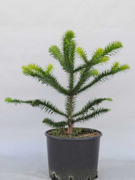 Chilenische Schmucktanne / Araukarie / Chilenische Schmucktanne / Araukarie