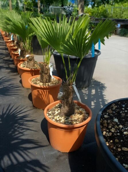 Trachycarpus wagnerianus (Wagners Hanfpalme) mit ca. 30 cm Stamm im Topf, Variante C25, mit fächerförmigen Blättern.