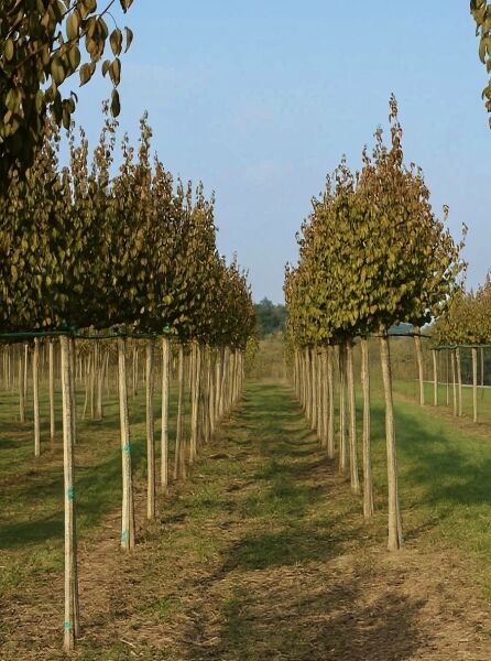 Cornus mas (Kornelkirsche) Hochstamm 14-16 StU, Reihe junger Bäume mit schlankem Stamm und dichtem Laubkrone in Baumschule