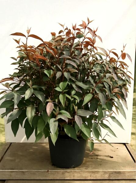Samt-Hortensie Hydrangea aspera 'Hot Chocolate'® 100-125 cm C20, buschige Pflanze im Container mit dunkelgrünem Laub und bronzefarbenem Austrieb.