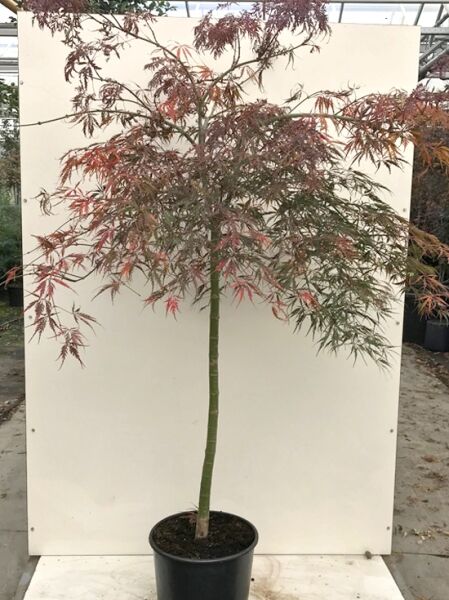 Fächer-Ahorn Acer palmatum 'Tamukeyama' auf Stamm, 100 cm Stamm, C20 Topf, rotgrünes fein geschlitztes Laub.