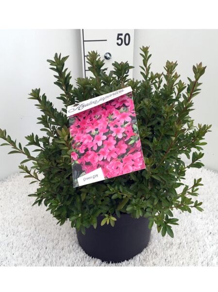 Rhododendron obtusum 'Madame Albert van Hecke', Japanische Azalee im Topf, 40–50 cm, C10, grünes Laub mit Knospen