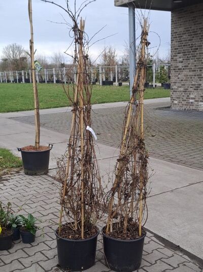 Kolkwitzia amabilis, Kolkwitzie/Perlmuttstrauch 150-175 cm C15, mehrtriebiger Strauch im schwarzen Pflanzcontainer mit Stäben