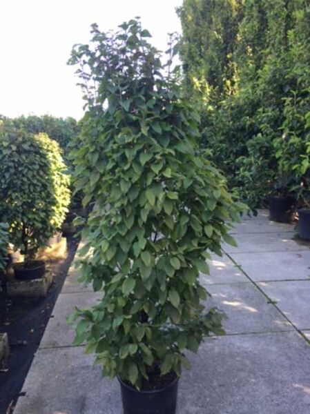 Säulen-Hainbuche Carpinus betulus 'Fastigiata Monument', 125-150 cm, C35, dicht belaubt im Container mit aufrechtem Wuchs.