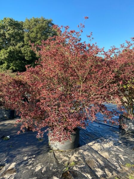Glockige Prachtglocke / Enkianthus campanulatus