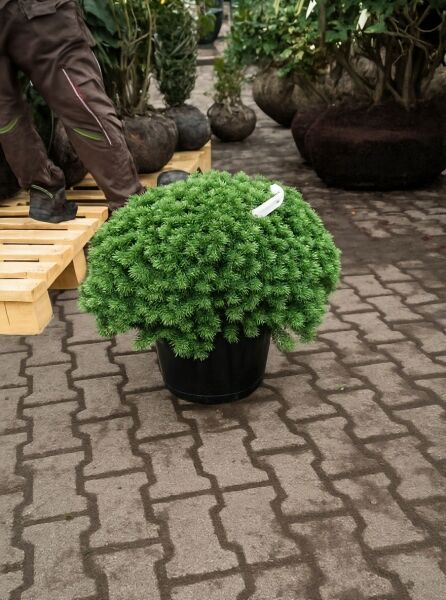 Zwerg-Koreatanne 'Brilliant' (Abies koreana 'Brilliant') als runder, dichter Nadelstrauch im schwarzen Topf.