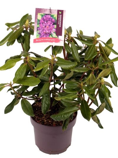 Rhododendron 'Lee's Dark Purple' - Rhododendron Hybride 'Lee's Dark Purple'