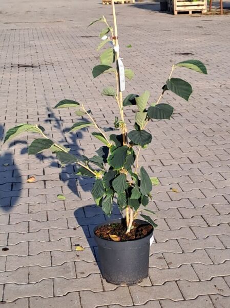 Zaubernuss Hamamelis intermedia 'Arnold Promise' 50-60 cm C5, junger Strauch im Topf mit grünen Blättern und Stützstab