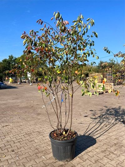 Kupfer-Felsenbirne 200 - 250 cm Schirmform / Amelanchier lamarckii (1577381)