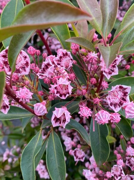 Kalmia latifolia 'Olympic Wedding' (Lorbeerrose/Berglorbeer) mit rosa Blüten und dunkler Zeichnung sowie immergrünen Blättern