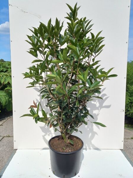 Yunnan-Duftblüte / Osmanthus yunnanensis
