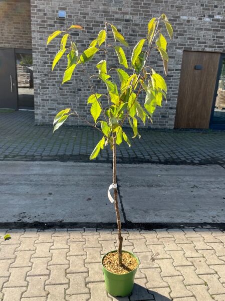 Prunus cerasus 'Kelleriis' / Sauerkirsche 'Kelleriis' Morellenfeuer Halbstamm C7, junger Baum im Topf mit grünem Laub.