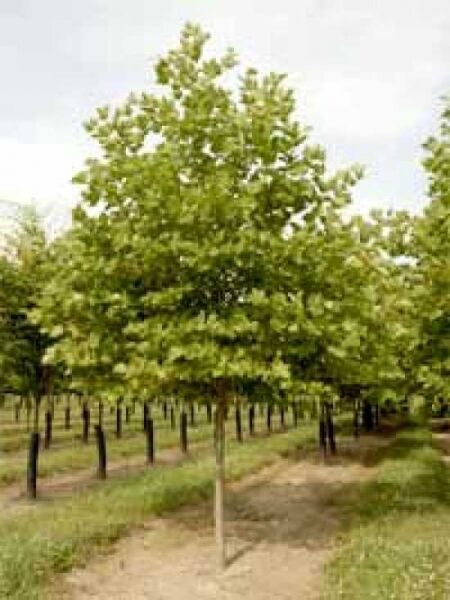 Ahornblättrige Platane 'Bloodgood' / Platanus acerifolia 'Bloodgood'
