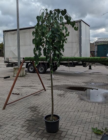 Cercidiphyllum japonicum 'Pendulum' Judasblatt 'Pendulum' als Hochstamm im Container, hängende Krone mit grünen Blättern.